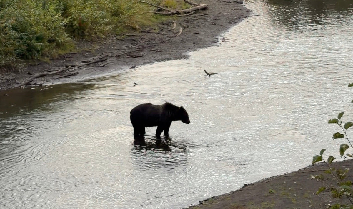 The Color Brown: A Poem About Wildlife From Our 90 Day Road Trip